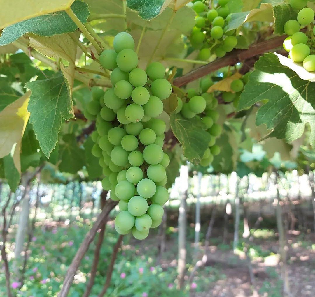 Degusta&ccedil;&atilde;o de vinhos